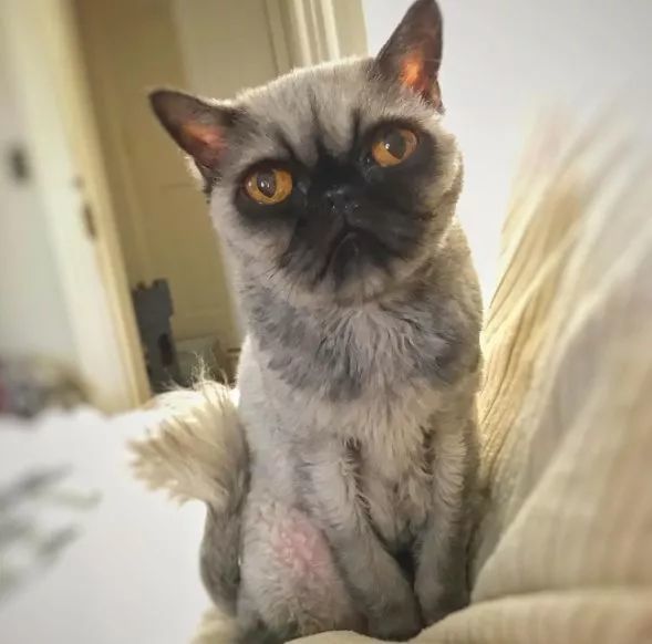 "我发誓它真的是波斯猫,不是巴哥和猫的混血."