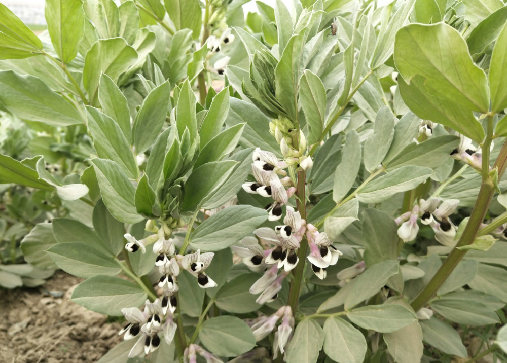 种植蚕豆如何管理 有利于高产 看点快报