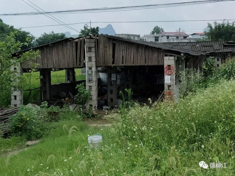 当天从120省道渡村路口往成团镇方向架车行驶, 看到道路两旁多处建