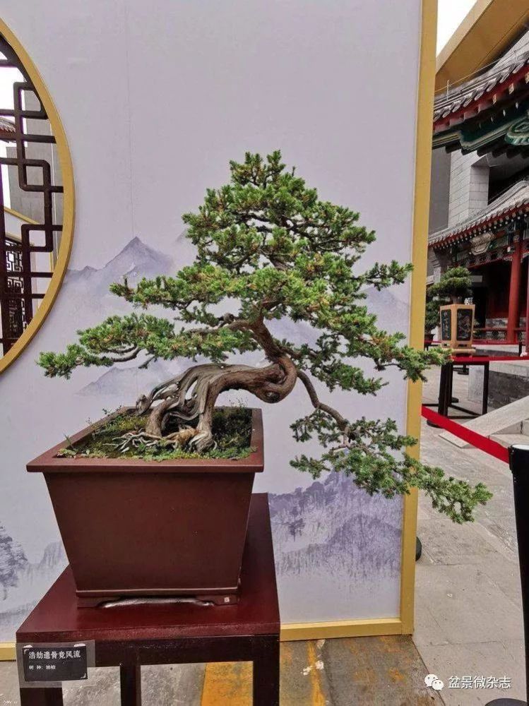 2019中国赏石盆景艺术展