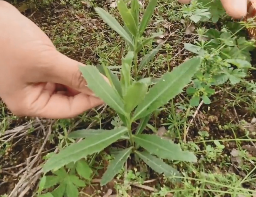 农村,野草,止血,刺儿菜,小蓟