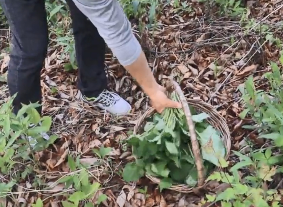 东北大哥摘一筐"大耳毛"蒸包子,皮薄馅大吃着过瘾,你吃过吗?