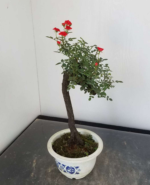 提根钻石月季.