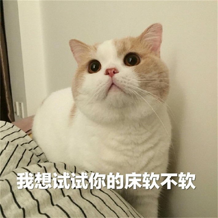 可爱萌宠猫咪搞笑表情包:我想试试你的床软不软