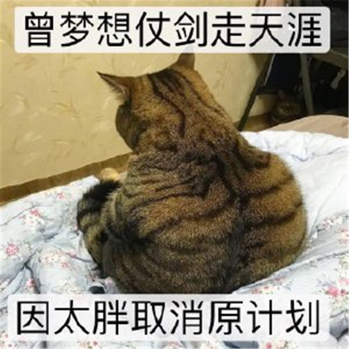 可爱萌宠猫咪搞笑表情包:曾梦想仗剑走天涯,因太胖取消原计划