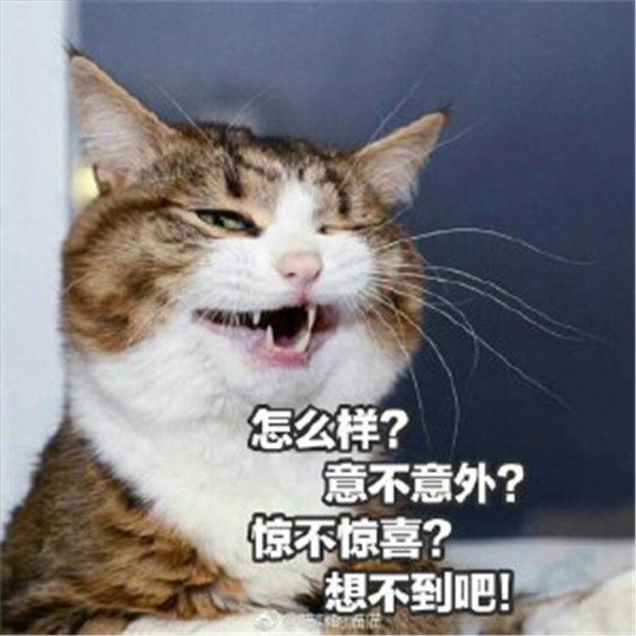 可爱萌宠猫咪搞笑表情包:怎么样?惊不惊喜,意不意外?