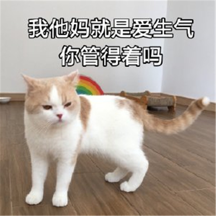 可爱萌宠猫咪搞笑表情包:我他妈就是爱生气,你管得着吗?