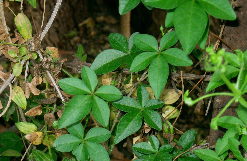 农村,五爪金龙,农民,植物,野草