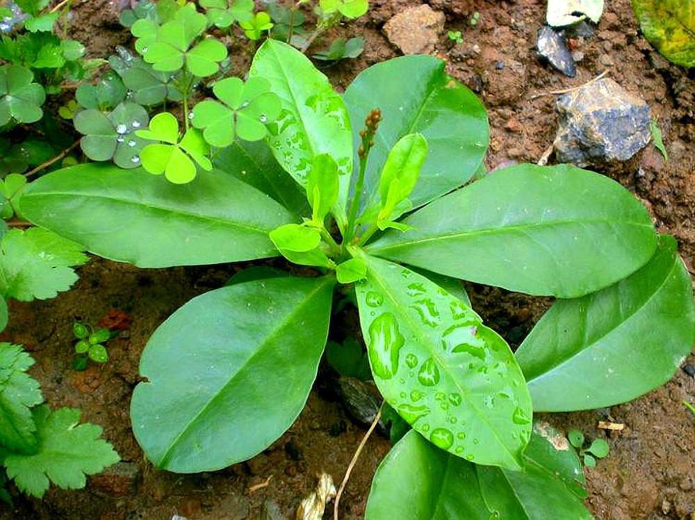 农村,土人参,植物,农民,野草