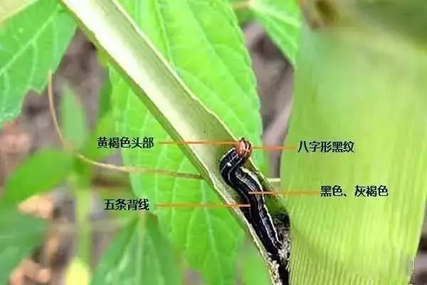 虫害,玉米,幼虫,菜粉蝶,小菜蛾,草地贪夜蛾