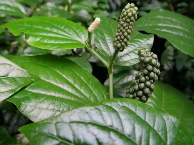 这野草看着不起眼,作用却很多,人称"荜拨"能炖汤