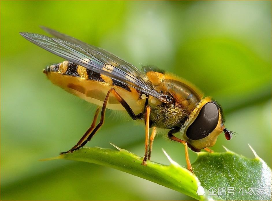 许多野生大黄蜂种类正在减少,由家庭蜜蜂传播的疾病可能是祸首