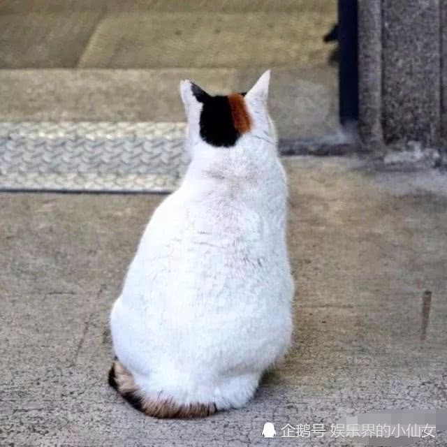 本以为猫咪老师的原形是只强大的妖怪 看到真容时 漫迷 我爱了 看点快报