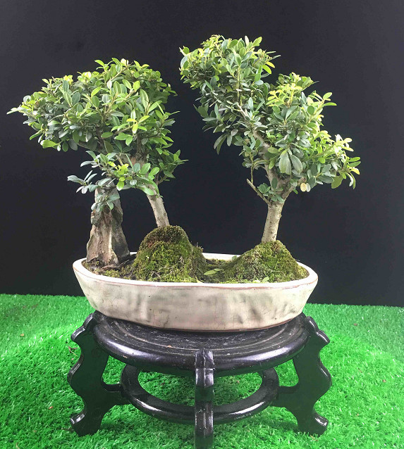 中国盆景,枝条,岭南盆景,花艺盆栽植物,文玩文化
