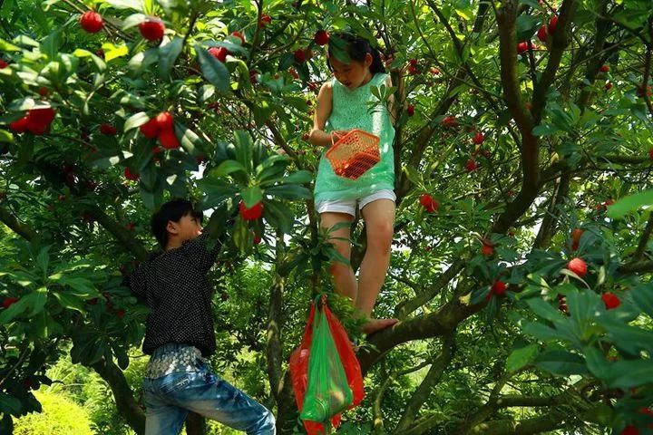 除了果农忙着采摘之外 许多市民也纷纷走进果园 体验采摘杨梅的乐趣