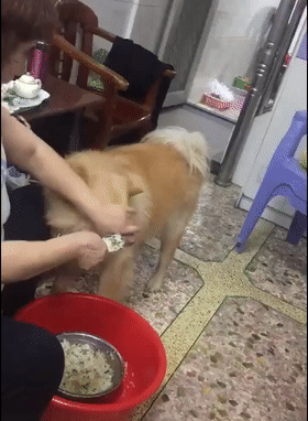 奶奶喂狗,用勺子盛饭往狗嘴里硬塞,狗:咽不动了,让我歇会吧