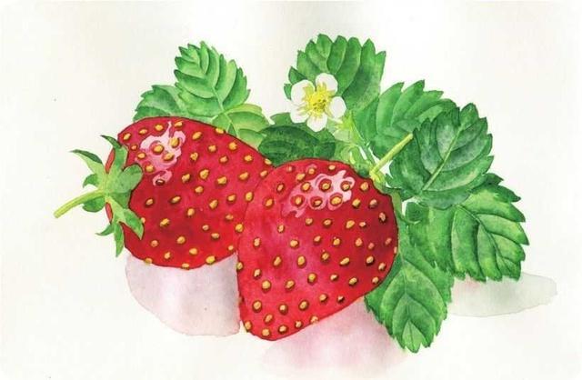 零基础水彩画教程:分步骤讲解草莓水彩画法,简单易学