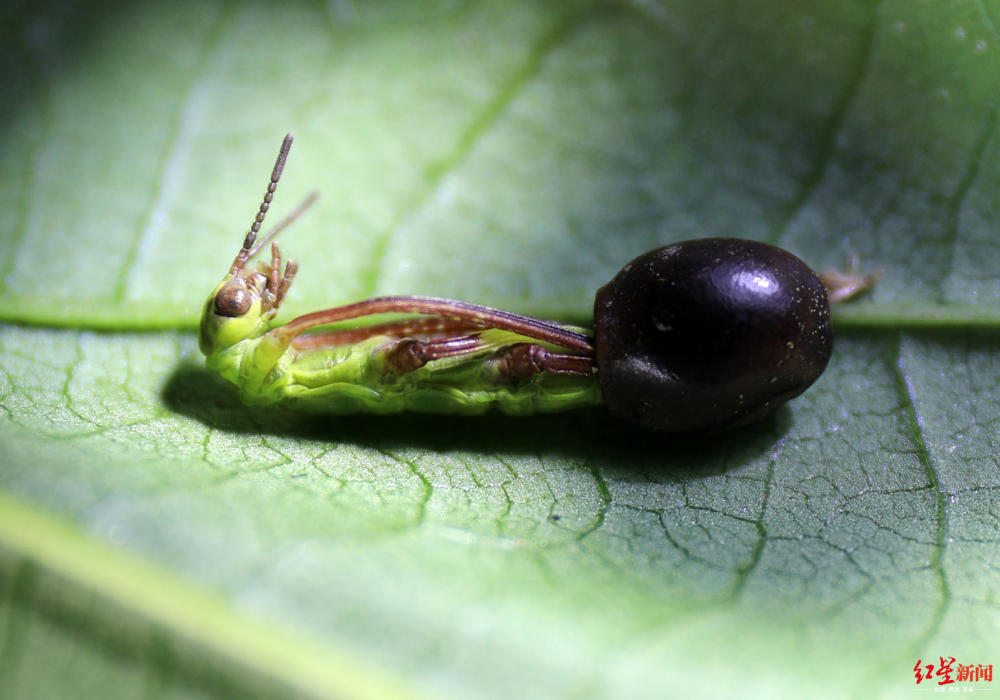 中国巨竹节虫的"大算盘":诱蚂蚁做苦力 又搬卵,又孵化