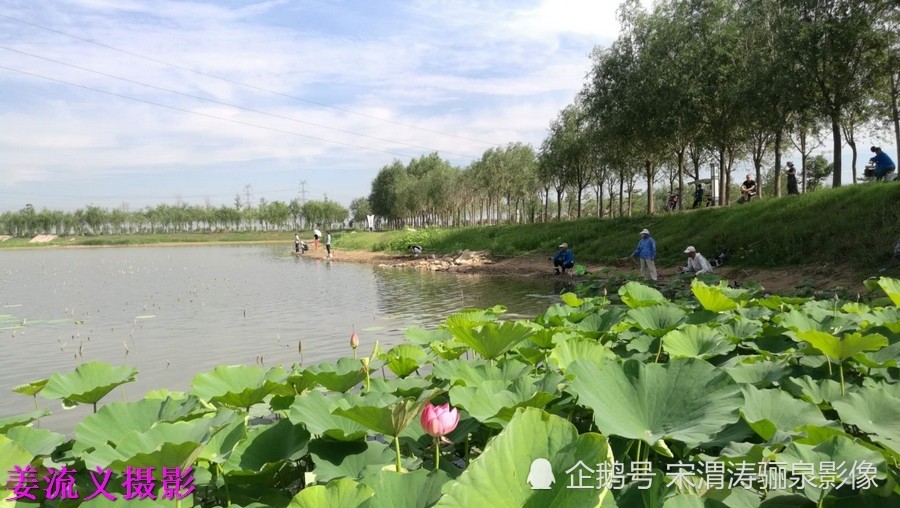 陕西渭南渭河生态公园:湖水荡漾,夏荷绽放 姜流义 摄影