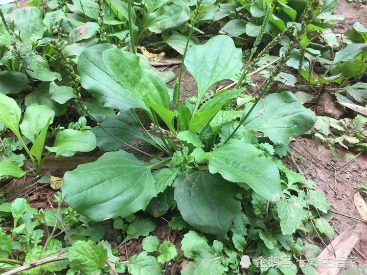 野菜,好吃的野草,哪些野菜可以吃,凉拌雷公根,香椿的做法