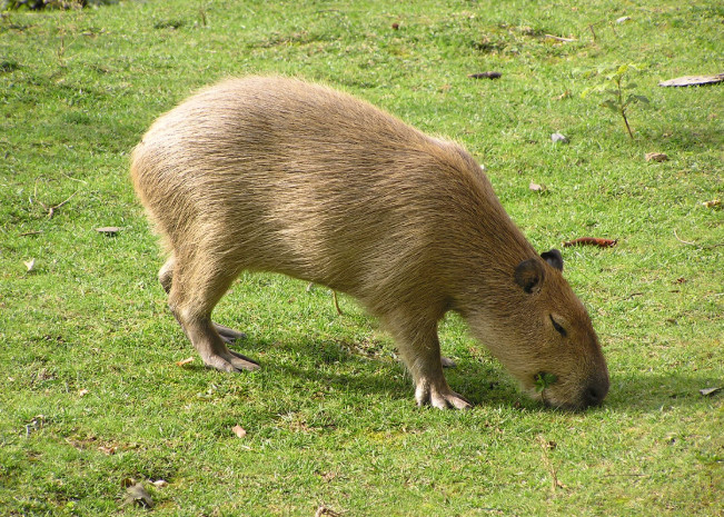 水豚,地球,南美洲