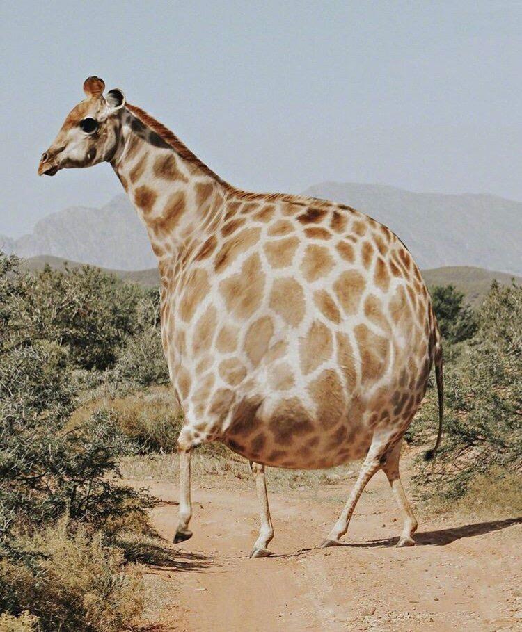 长颈鹿,当动物们胖起来的时候,圆滚滚的样子好可爱!