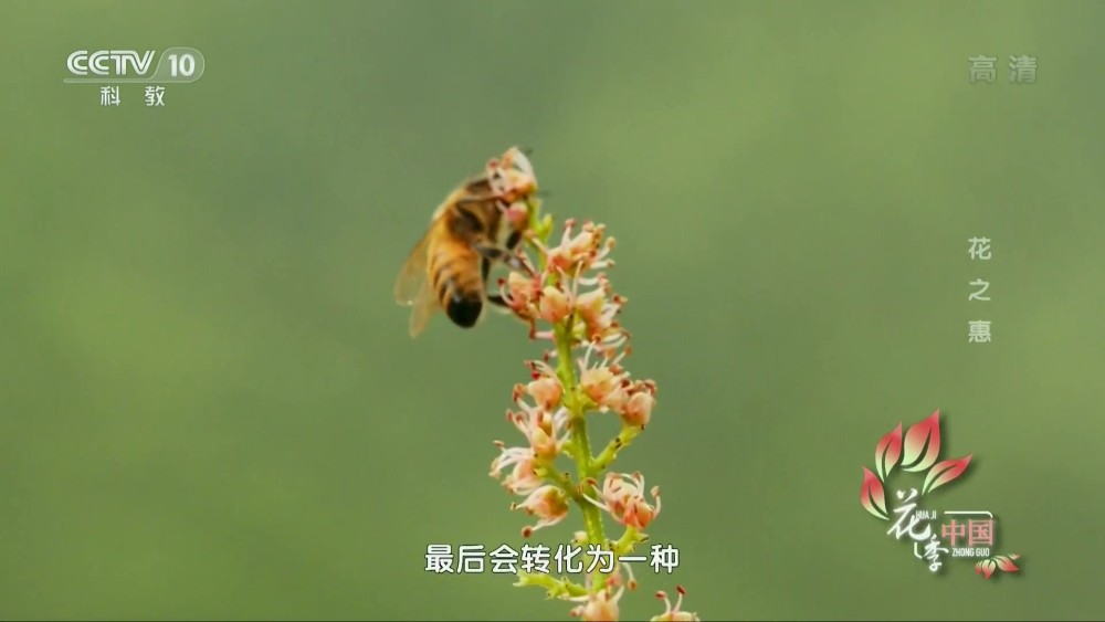 纪录片花季中国1 花之惠 花朵带来的恩惠