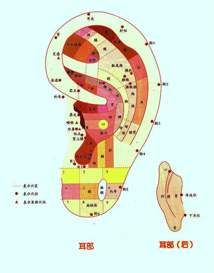 肾开窍于耳,心寄窍于耳,脾胃濡养于耳.耳朵可以折射出全身的健康状态.
