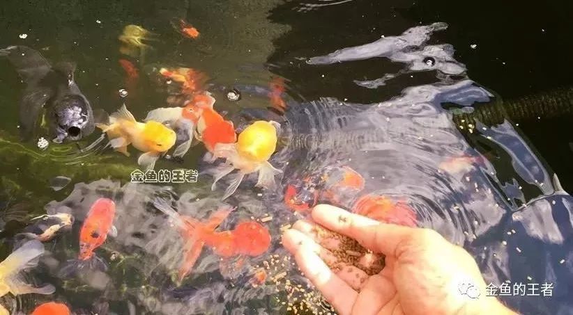 夏天金鱼这么喂,一天一个样,一月身价翻一倍!