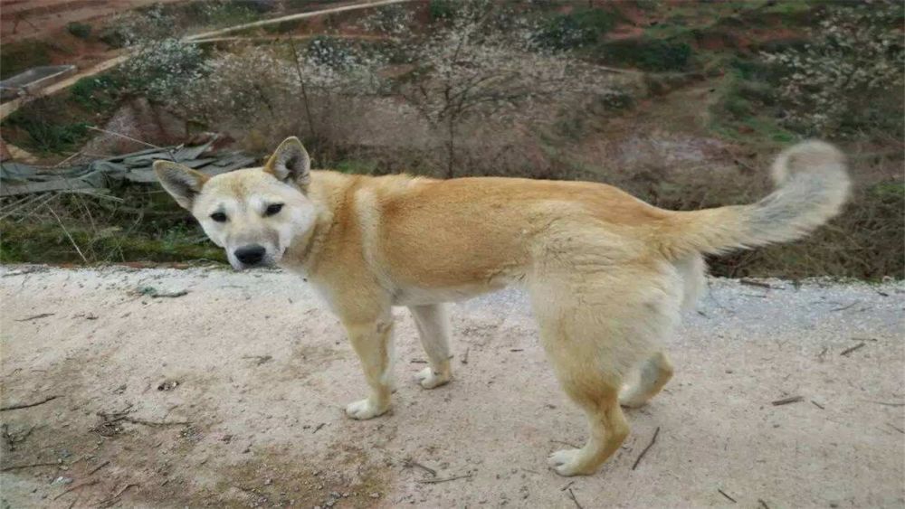 农村的土狗,即使面对不熟悉的家人也不吠叫,原因感人