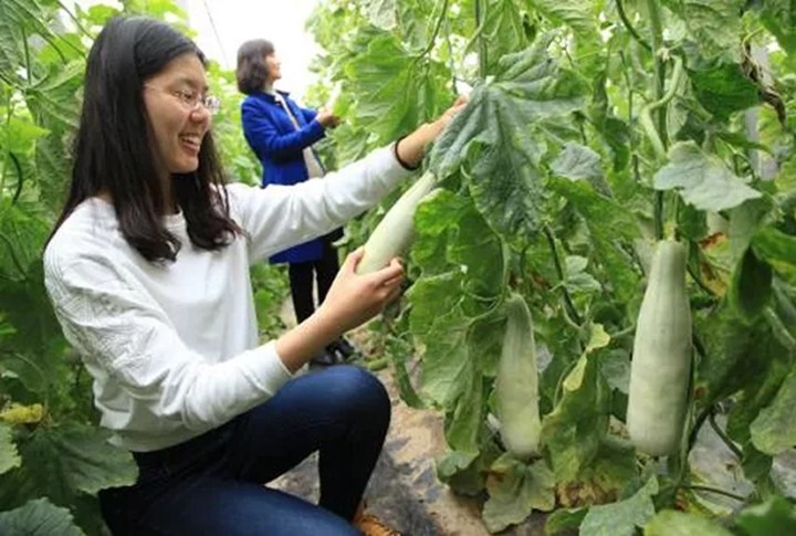 农村姑娘,羊角蜜甜瓜,水果,大棚,种植业
