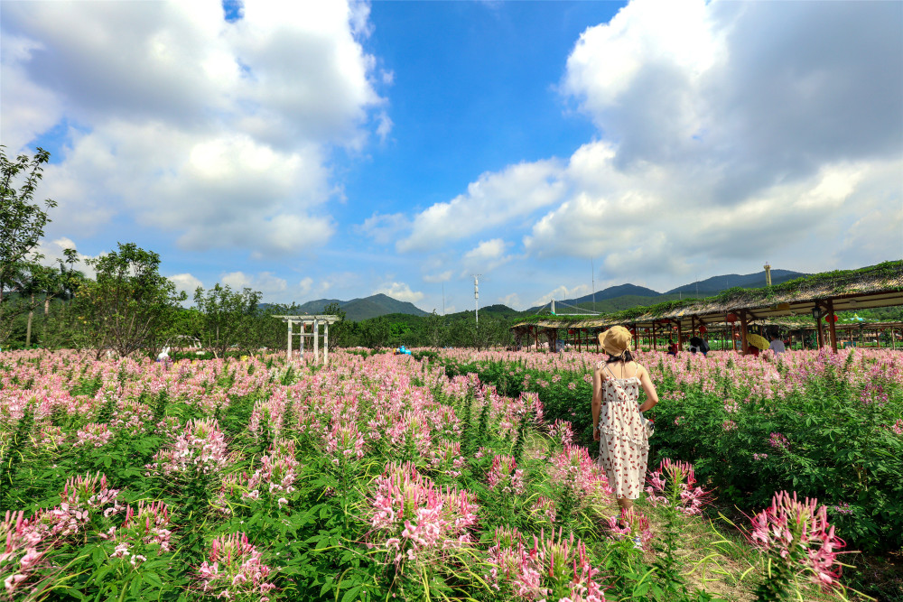 醉蝶花,赏花自由行,旅游,游记,花海