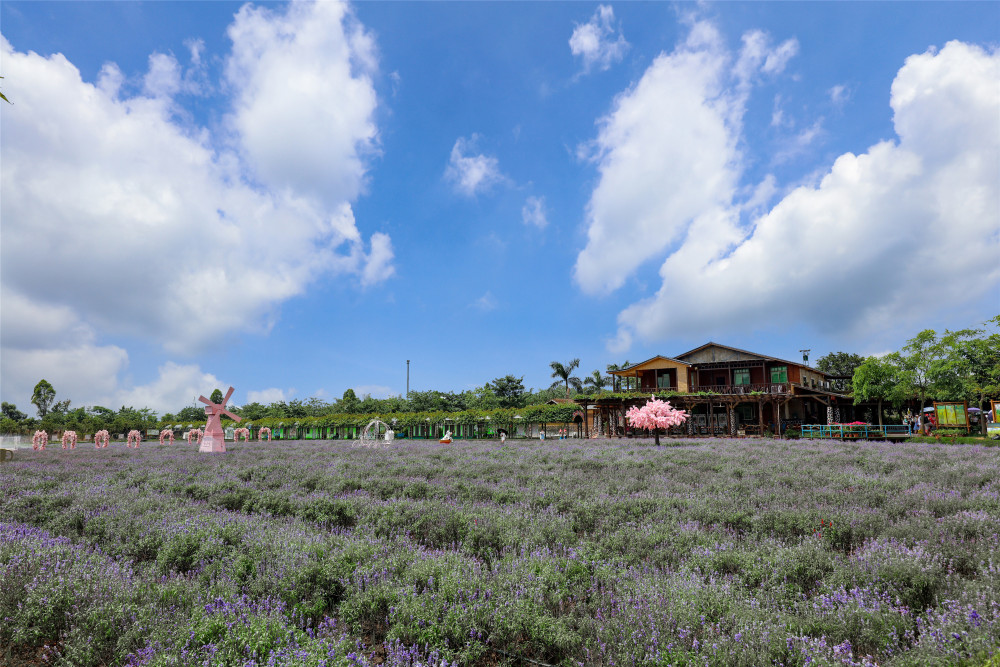 夏日赏花自由行,醉美盈香生态园