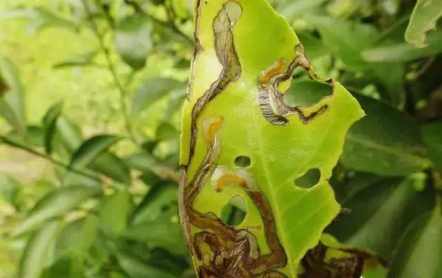 瓜果蔬菜上斑潜蝇,潜叶蛾,潜叶甲有什么不同?专家给您答案!