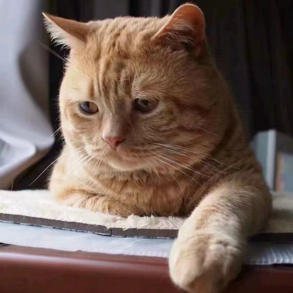壁纸 动物 猫 猫咪 小猫 桌面 1080_1080