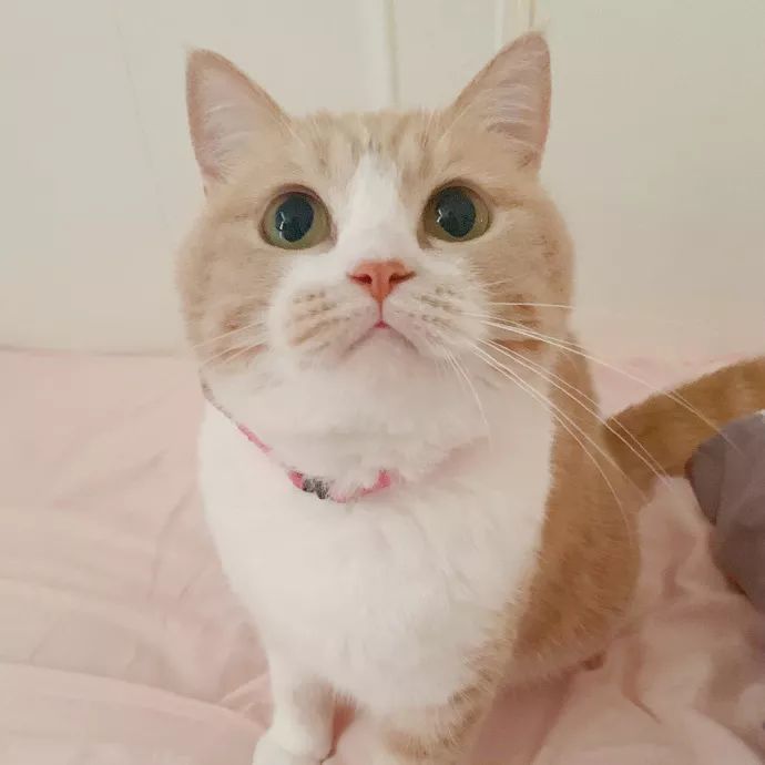 萌系搞怪动物头像合集 个性萌宠猫猫狗狗猪猪头像
