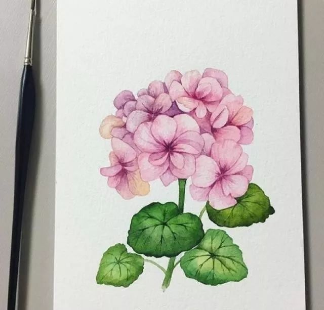 插画:超漂亮的水彩花卉绿植,学水彩一定要临摹她的画儿