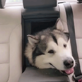 有车坐,不用再被主人牵着溜,开心到每一帧都是表情包