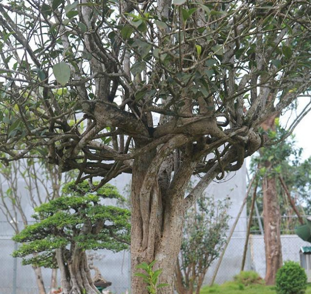 他花园里的这些木香树,除了有2棵超过30亿越南盾之外,还有2棵的价值也