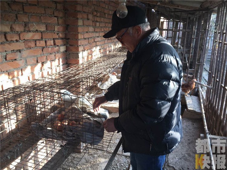 老人养鸡产出“巨型蛋” 敲开后惊呆了(组图)