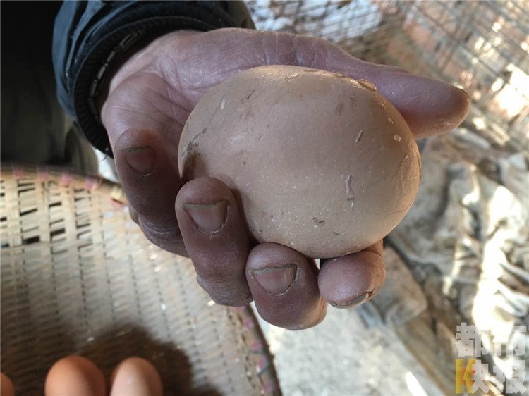 老人养鸡产出“巨型蛋” 敲开后惊呆了(组图)