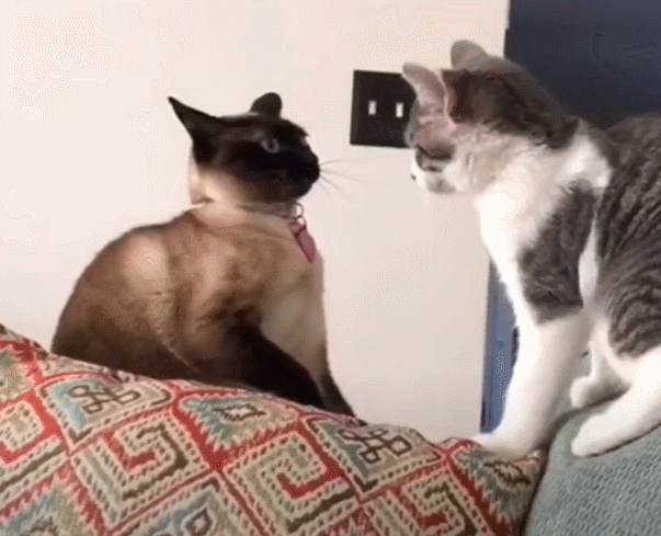 本想找事的狸花猫,看到情况不对立马变脸:兄弟,消消气