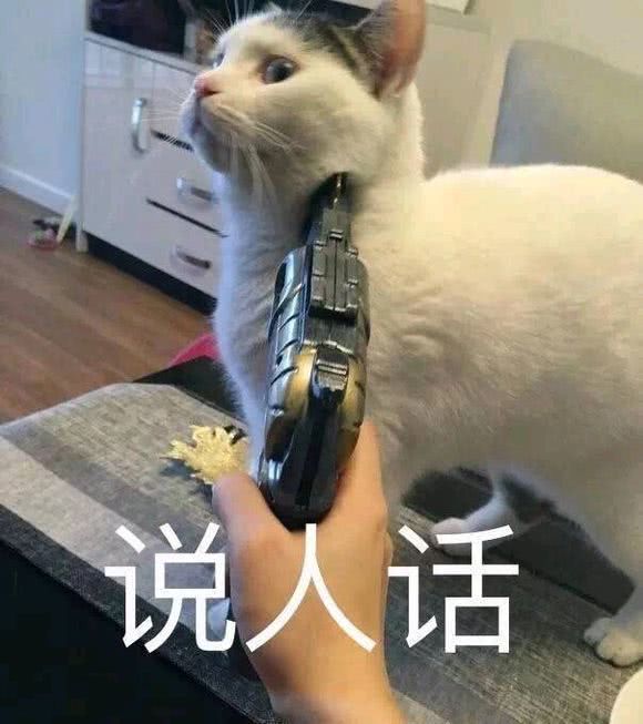 萌宠猫咪搞笑表情包:闭上眼睛,就不会有悲伤了!