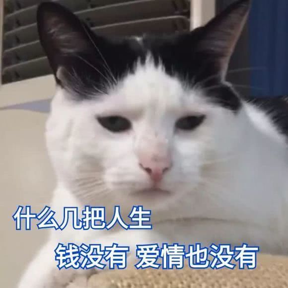 萌宠猫咪搞笑表情包:闭上眼睛,就不会有悲伤了!