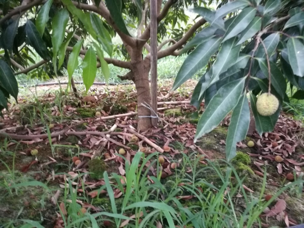 荔枝炭疽病炭疽病是荔枝幼龄树的重要病害,主要为害枝梢,叶片及果实