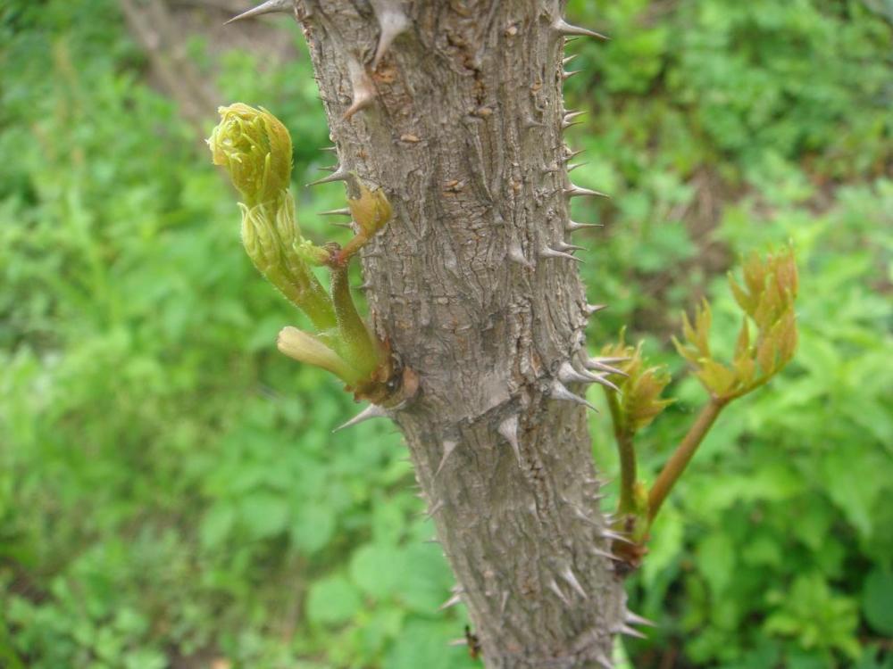 人参,刺嫩芽,营养,日本,野菜