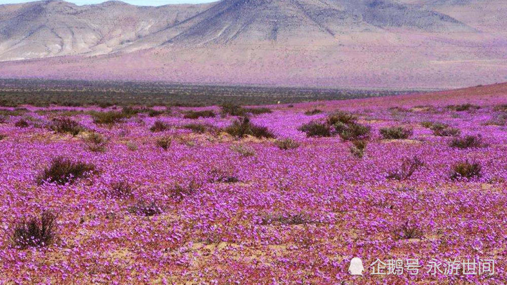 全球最干沙漠,植物难以存活,一场大雨带来一片花海