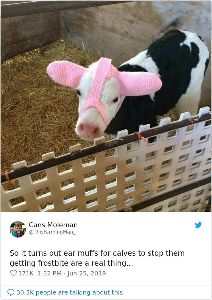 刚出生的小牛被戴上奇怪的耳套,原来还有这种作用