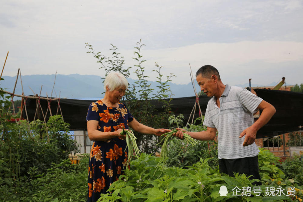 西安长安,退休回家,种花种菜,养蜂,老夫老妻