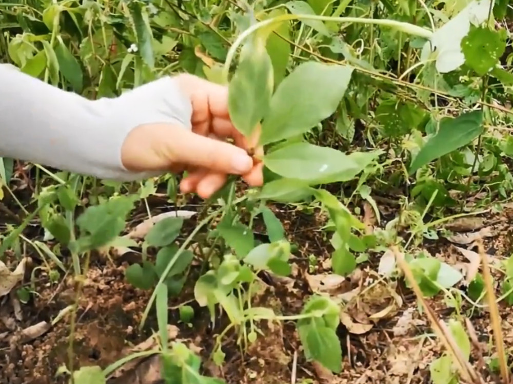 植物,药材,半夏,农村,三步跳